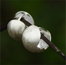 Boucles d'Oreilles en Argent Massif 925 Doubles Faces